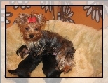 szczeniaki, suka, karmi�ca, trzy, Yorkshire Terrier